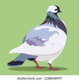 A large and fat white-gray dove walks on a green background. Vector illustration, eps 10.