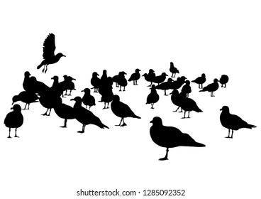 Large flock of seagulls on a white background
