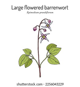 Barrenwort de flores grandes, o sombrero obispo (Epimedium grandiflorum), planta medicinal. Ilustración de vector botánico dibujada a mano