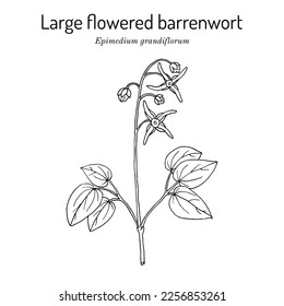 Large flowered barrenwort, or bishops hat (Epimedium grandiflorum), medicinal plant. Hand drawn botanical vector illustration