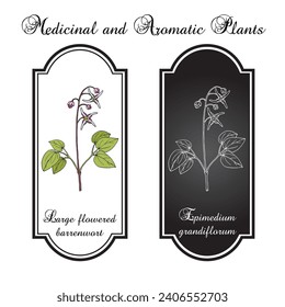 Große, blühende Barrenwürze oder Bischöfe, die (Epimedium grandiflorum), Heilpflanze. handgezeichnete botanische Vektorgrafik