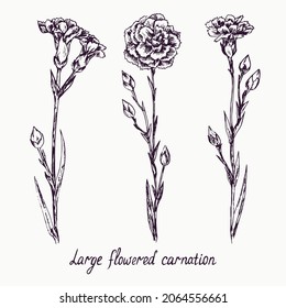 Large flowered carnation collection, stem with bud and leaves, doodle drawing with inscription, vintage style