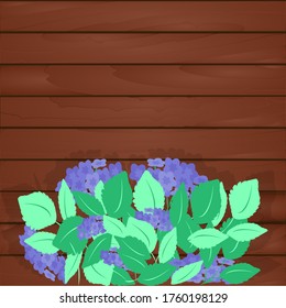 Large flowering hydrangea bush with green leaves and blue inflorescences on background of wooden wall of house, fence. Vector illustration for design of garden, greenhouse, cottage, home.