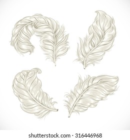 ostrich feather vector clipart
