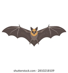 Large fruit bat with wings spread wide open, isolated vector illustration of a flying fox on white
