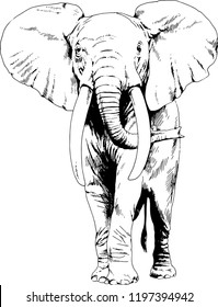 large full-length elephant drawn in ink by hand on a white background sketch