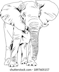 large full-length elephant drawn in ink by hand on a white background 