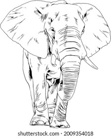 large full-length elephant drawn in ink by hand on a white background 