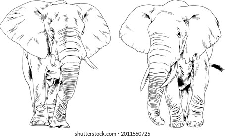 large full-length elephant drawn in ink by hand on a white background 