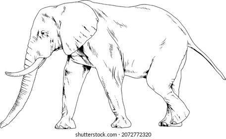 large full-length elephant drawn in ink by hand on a white background 