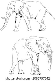 large full-length elephant drawn in ink by hand on a white background 