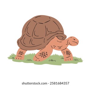 Large Galapagos tortoise. Reptile turtle with shell. Nature and fauna. Animal in the wild and zoo. Wildlife animal. Vector illustration isolated on white background