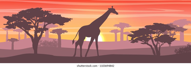 A large giraffe in the African savanna at sunset. Silhouettes of animals and plants. Realistic vector landscape. The nature of Africa. Reserves and national parks.