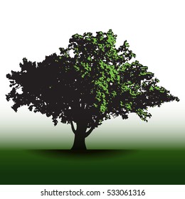 A large glorious old oak tree for print or web
