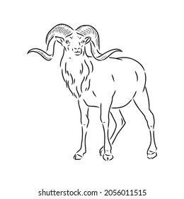 Large goat horns screwed shape from back, sketch vector drawing in graphic style on white background