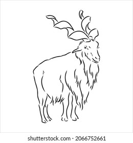 Grandes bocinas de cabra obstruidas en forma de espalda, esbozar el dibujo vectorial en estilo gráfico sobre fondo blanco