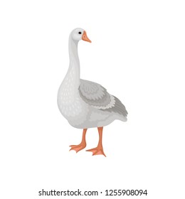 Large goose standing and looking around. Farm bird with long neck, orange beak and legs. Flat vector icon