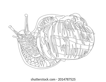 Caracol de uva grande. Estilo Doodle. Ilustración de material vectorial. Aislado sobre un fondo blanco.