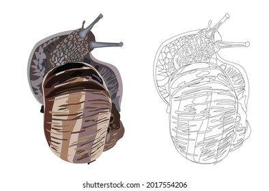 Caracol de uva grande. Estilo Doodle, realismo, libro de colorear para niños. Ilustración de material vectorial. Aislado sobre un fondo blanco.