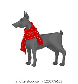 Large gray dog wearing warm red scarf. Domestic animal. Christmas gift. Flat vector design