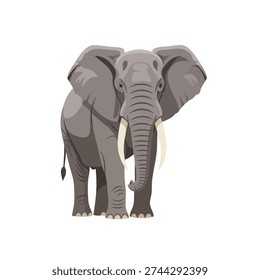 A large gray elephant with tusks stands facing forward on a white background.