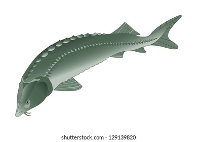 Large gray sturgeon isolated on white background