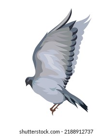 A large gray-black dove flies with its wings spread on a white background. Isolated vector illustration, eps 10.