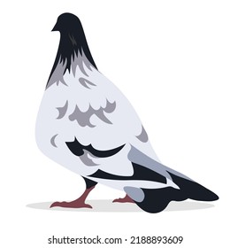A large gray-black dove walks on a white background. Isolated vector illustration, eps 10.