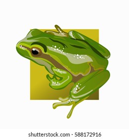 Large green frog vector illustration EPS 10