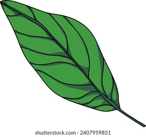 Large Green Leaf Vector Illustration