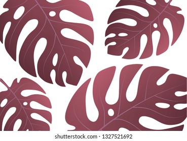Large green leaves of a tropical monstera plant on a white background. Vector illustration for your design.