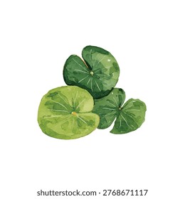 Large green lily pads are shown