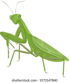 A large green mantis. A green insect. Vector illustration isolated on a white background.