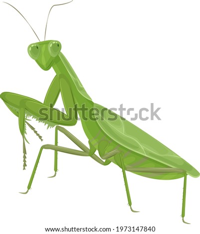 A large green mantis. A green insect. Vector illustration isolated on a white background.