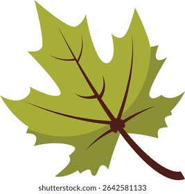 Large green maple leaf vector with clear structure and veins, suitable for botanical illustrations, nature-themed posters, crafts, greeting cards, and fresh seasonal designs.

