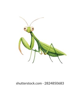Large green praying mantis bug standing