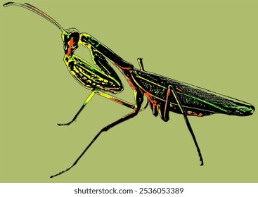 Grande mantis verde de oración.
Una Grande saltamontes verde es una mantis de oración femenina.