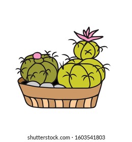 A large green round cactus and small cacti in a brown pot with stones and a pink flower. Vector illustration.Form for banners, postcards. Nature