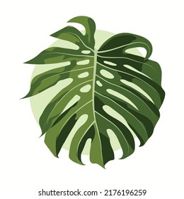 large green shiny leaf of monstera plant isolated on white background