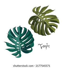 gran hoja verde brillante de planta de monstera aislada en fondo blanco