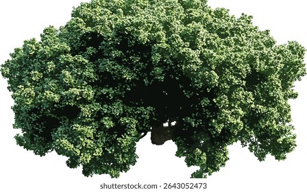 Large green tree top view, vector tree growth, aerial view of tree, lush forest, nature landscape, canopy, green forest, environmental art, sustainable ecosystem