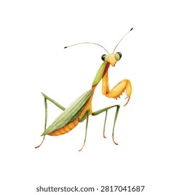 Large green and yellow praying mantis