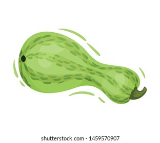 Large green zucchini. Vector illustration on white background.