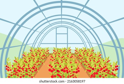 A large greenhouse with rows of tomatoes. Agriculture business concept. Editable vector illustration.