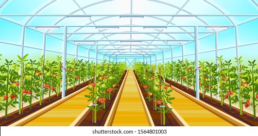 A large greenhouse with rows of tomatoes.Vector illustration.