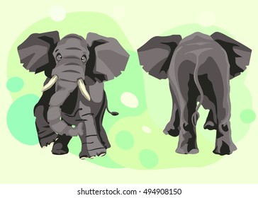 A large grey Indian elephant goes forward, the front and back in full growth. Nice natural art. Vector illustration of color print for printing