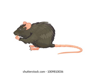 A large grey rat sitting and eating. Vector illustration.