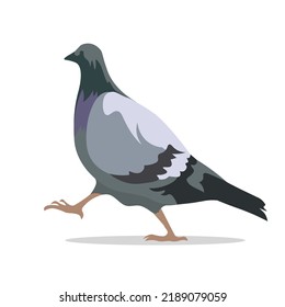 A large grey-black dove walks if marching on a white background. Isolated vector illustration, eps 10.