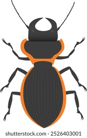 The Large Ground Beetle is a rare insect.