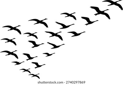 A large group of birds in silhouette form a V-shaped formation as they fly across a plain white background